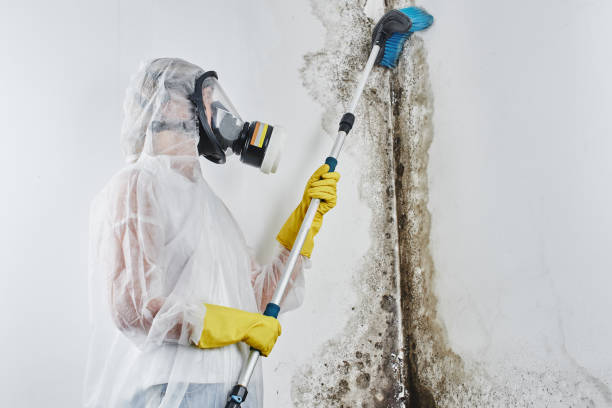 Mold Removal Process in Cornish, ME