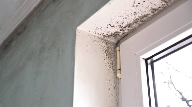 Best Commercial Mold Removal  in Cornish, ME