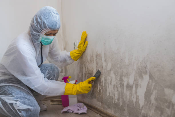 Best Professional Mold Removal  in Cornish, ME