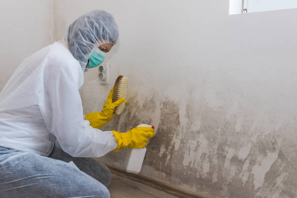 Best Toxic Mold Removal  in Cornish, ME