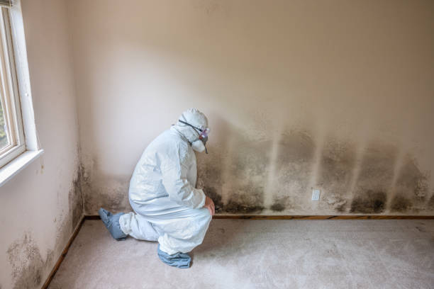 Best Water Damage Restoration  in Cornish, ME