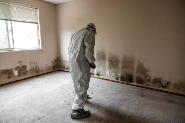 Best Certified Mold Removal  in Cornish, ME