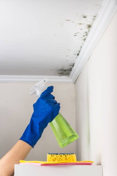 Best Toxic Mold Removal  in Cornish, ME